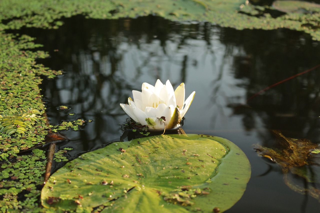 water lily river nature free photo