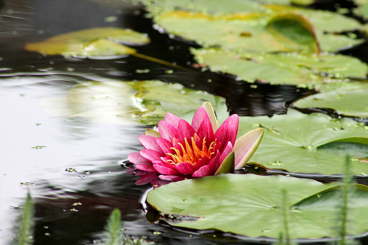 water lily water plant flower free photo