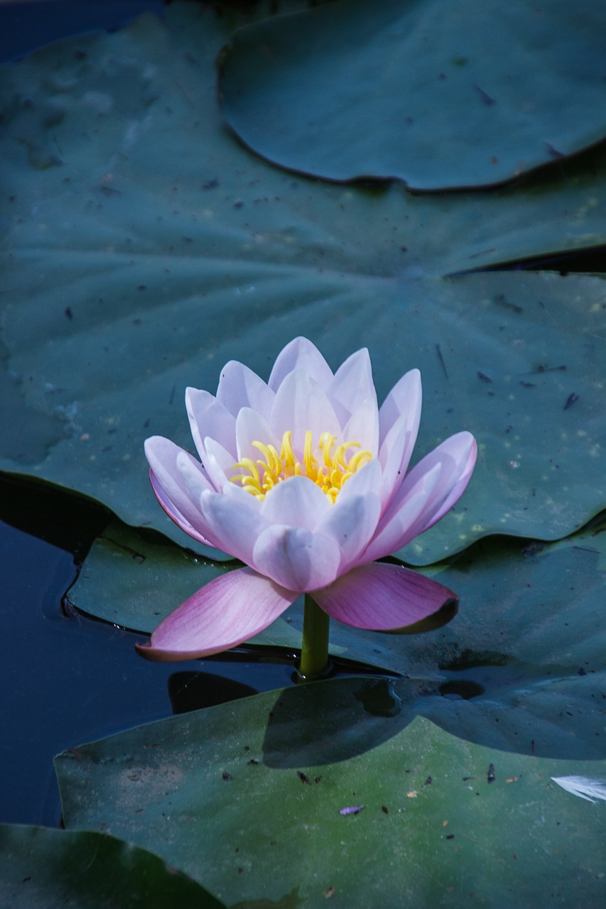 water lily flower water free photo