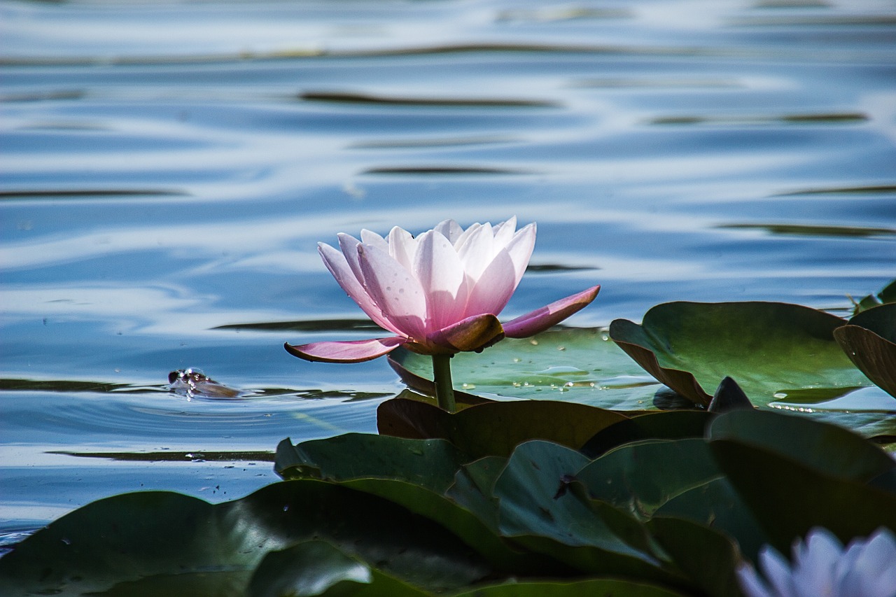 water lily nature flower free photo