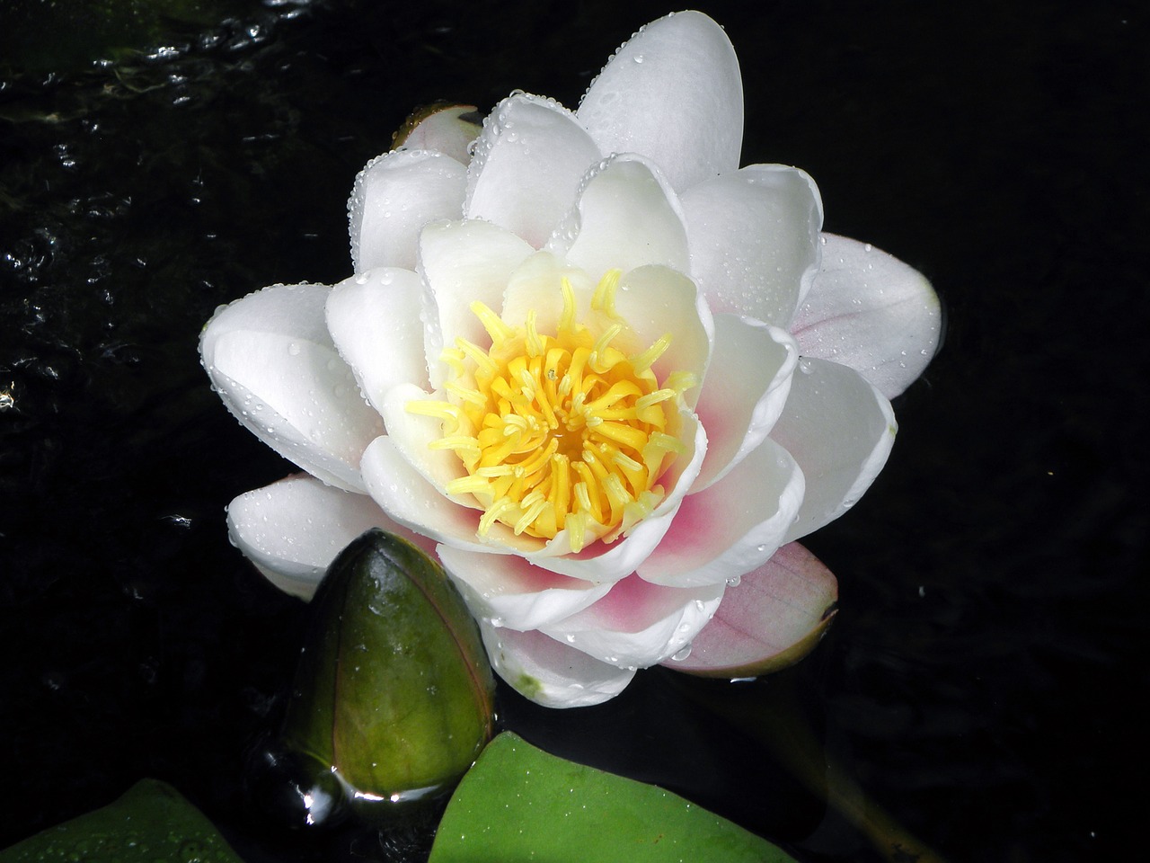 water lily pond white flower free photo