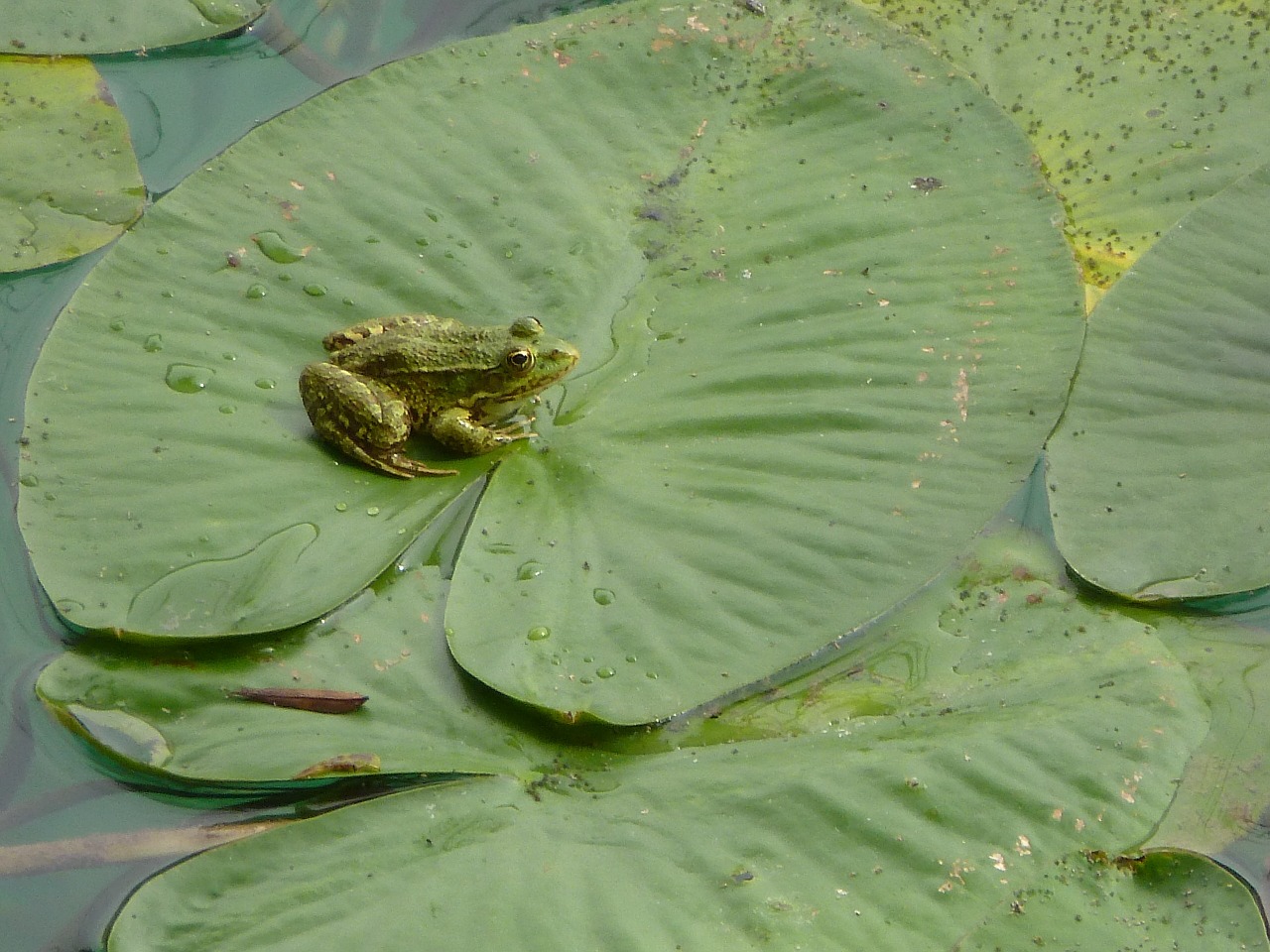 water lily pond frog free photo