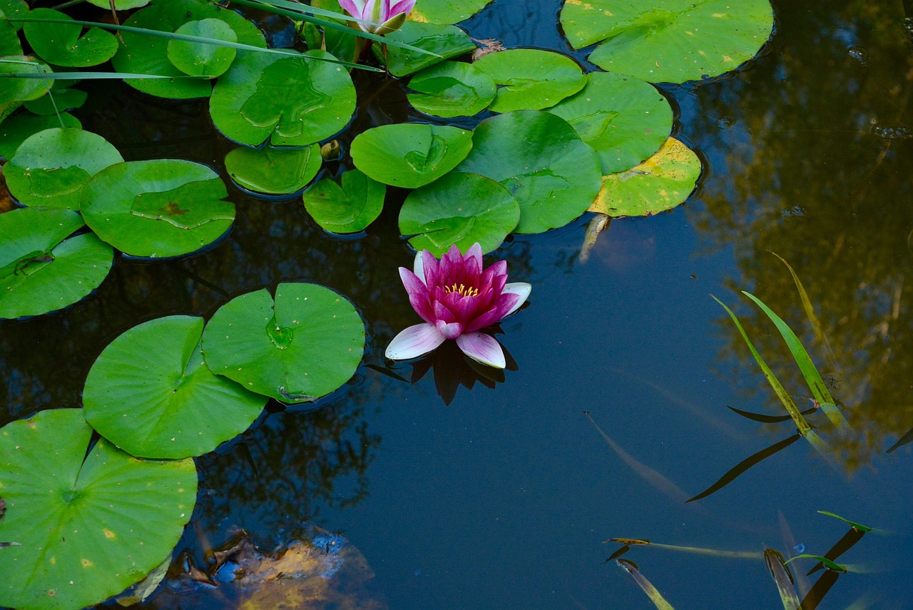 water lily aquatic plant pond free photo