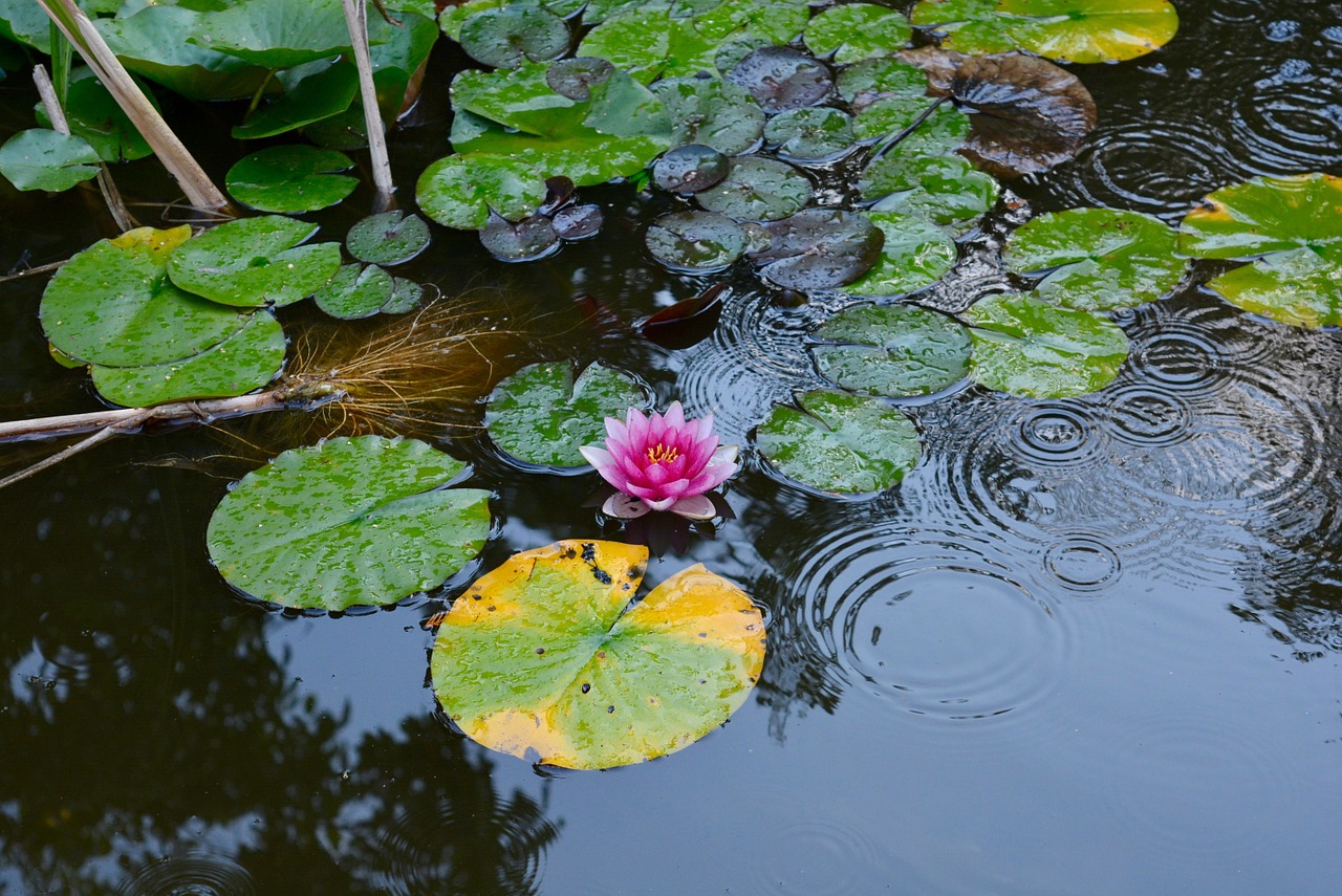 water lily aquatic plant pond free photo