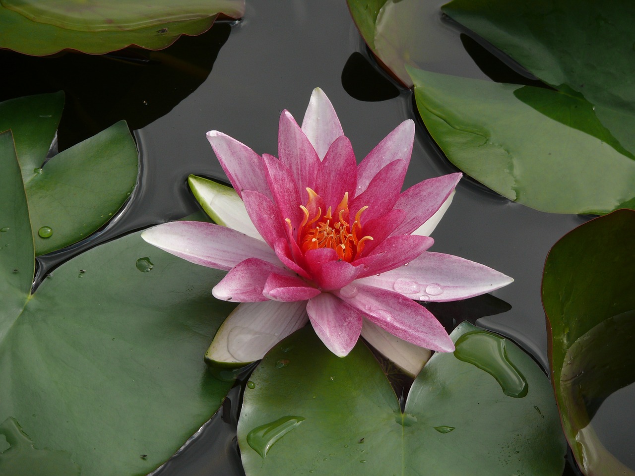 water lily flowers flower free photo