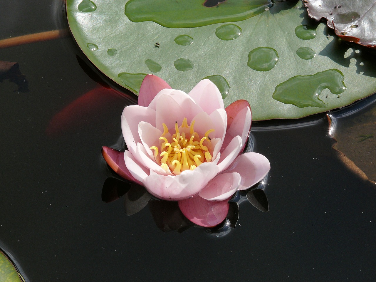 water lily flower pond free photo