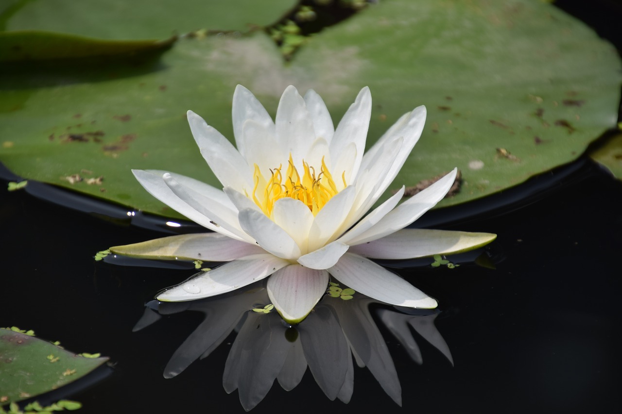 water lily aquatic pond free photo