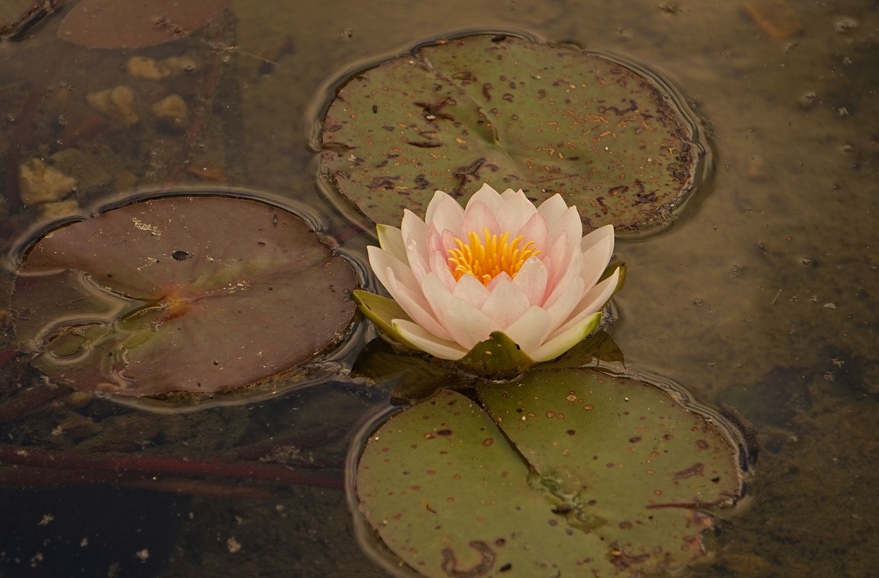 water lily aquatic plant pink water lily free photo