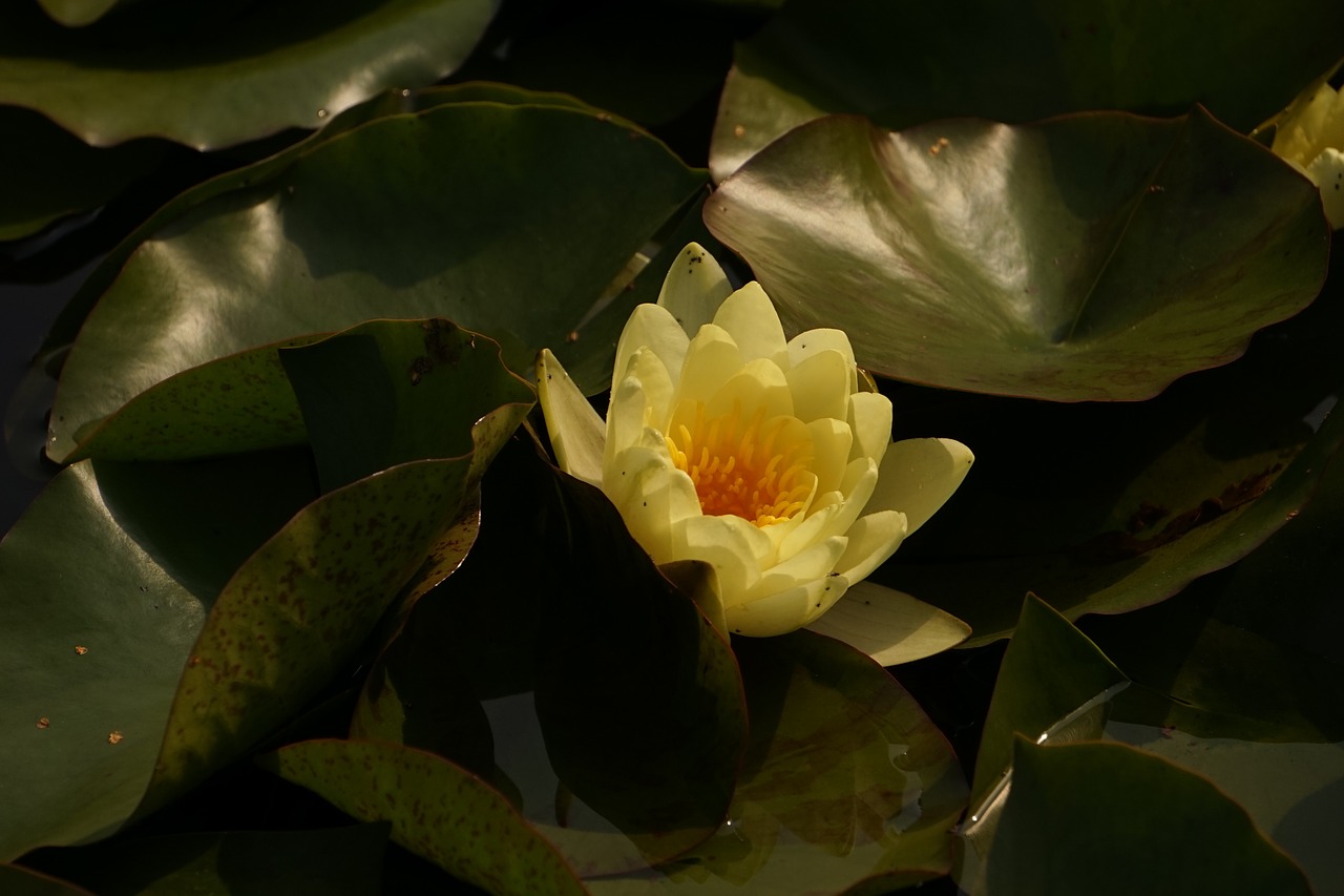 water lily pond plant aquatic plant free photo