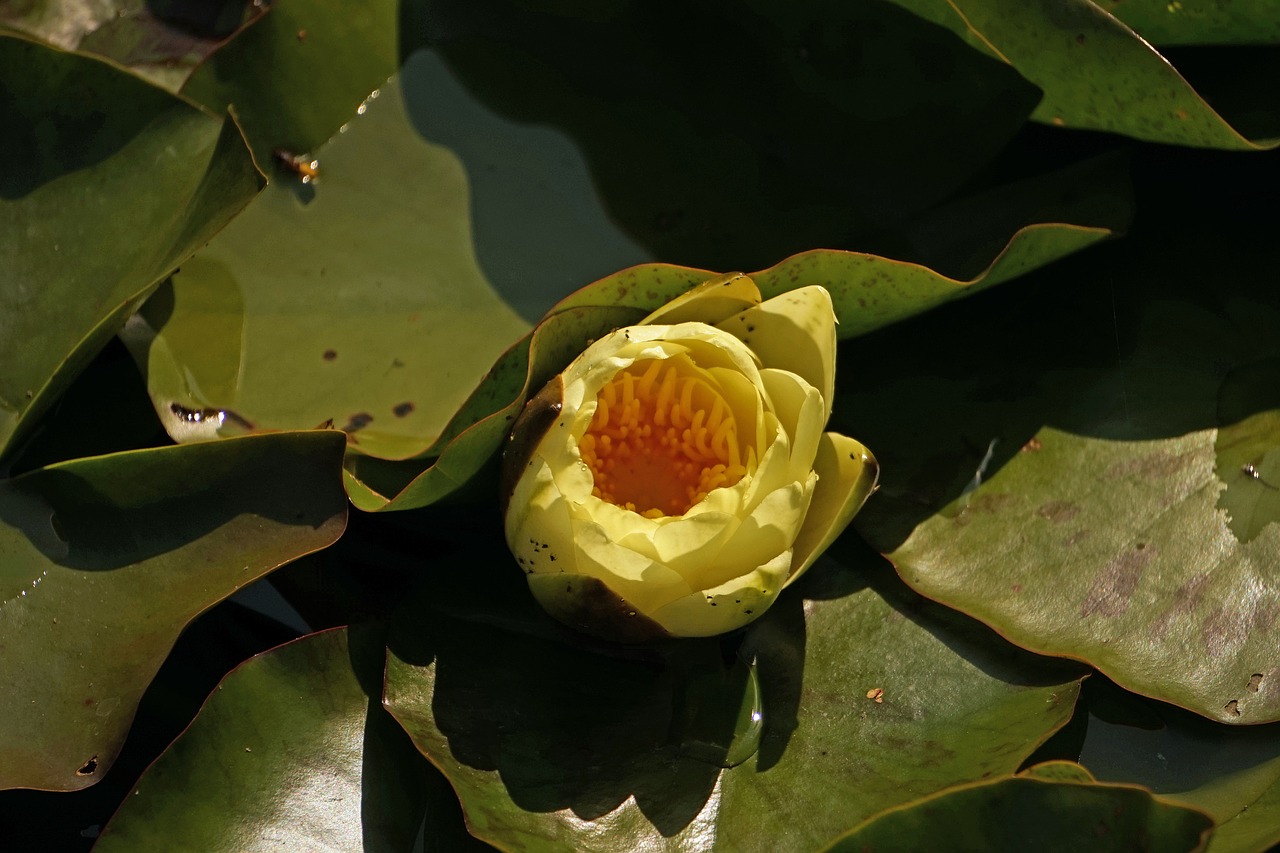 water lily nuphar lutea lake rosengewächs free photo