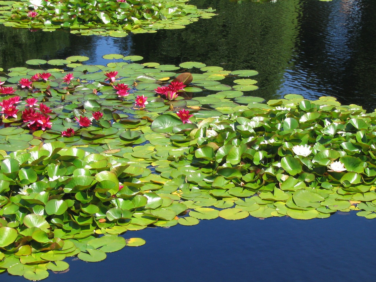 water lily lake aquatic plant free photo