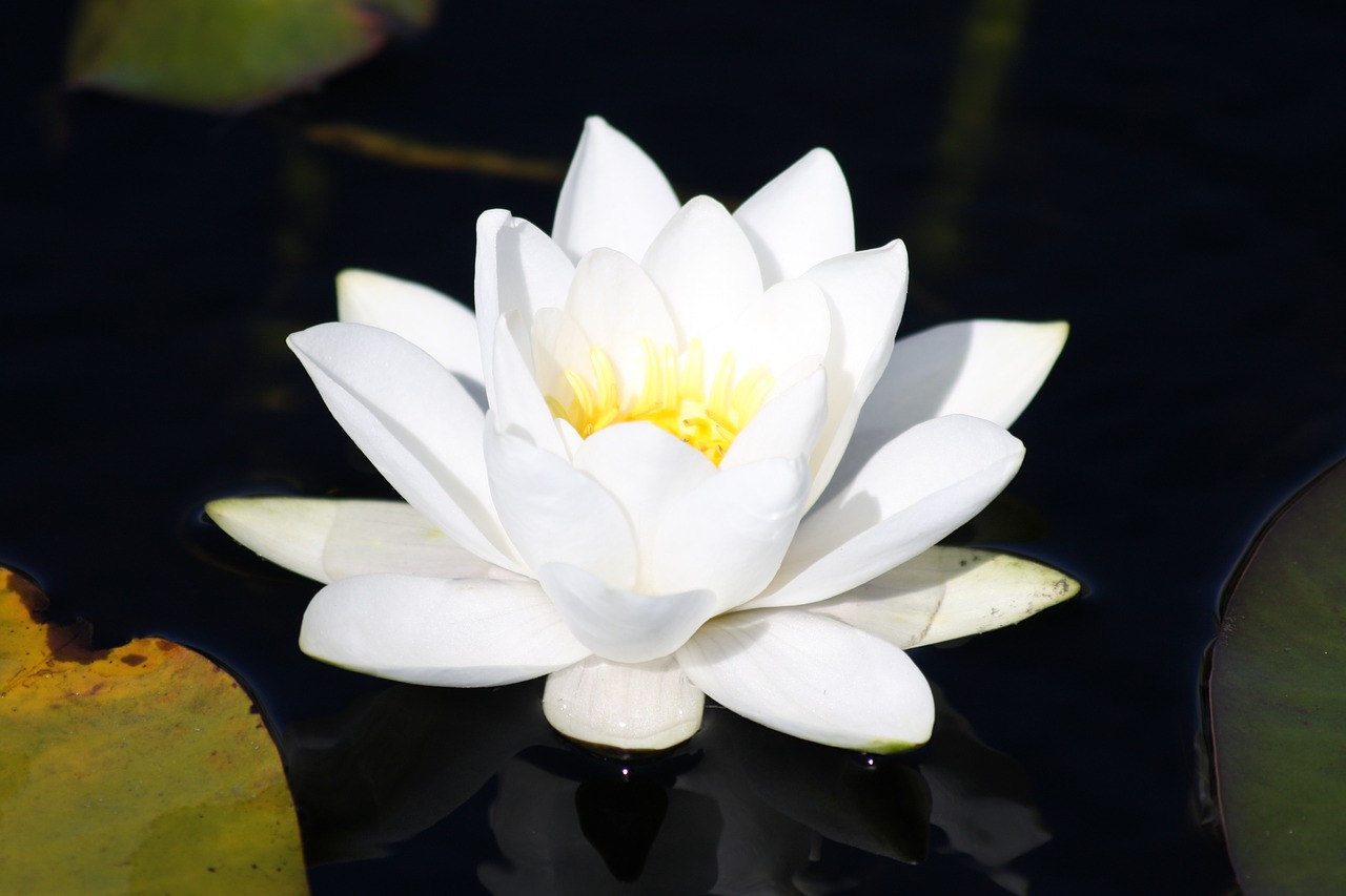 water lily water aquatic plant free photo