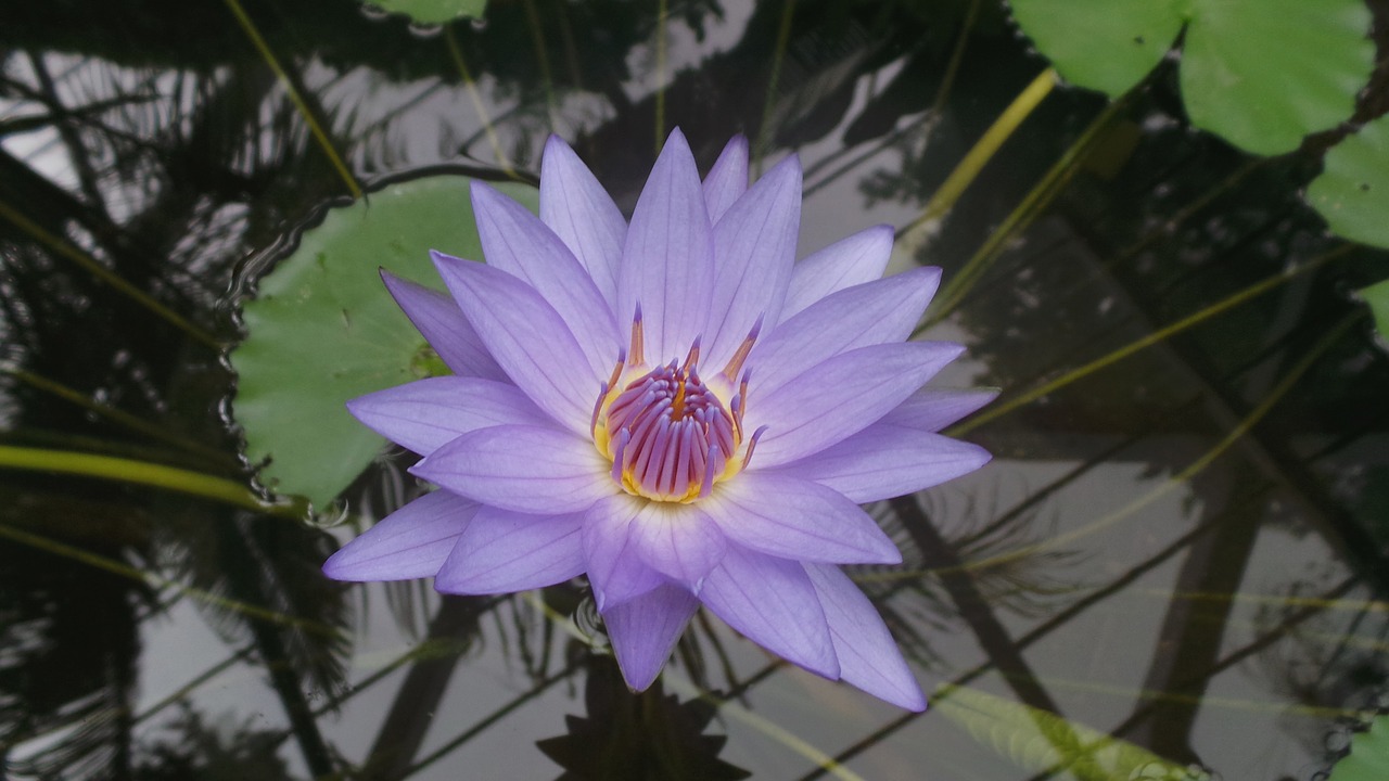 water lily blossom bloom free photo