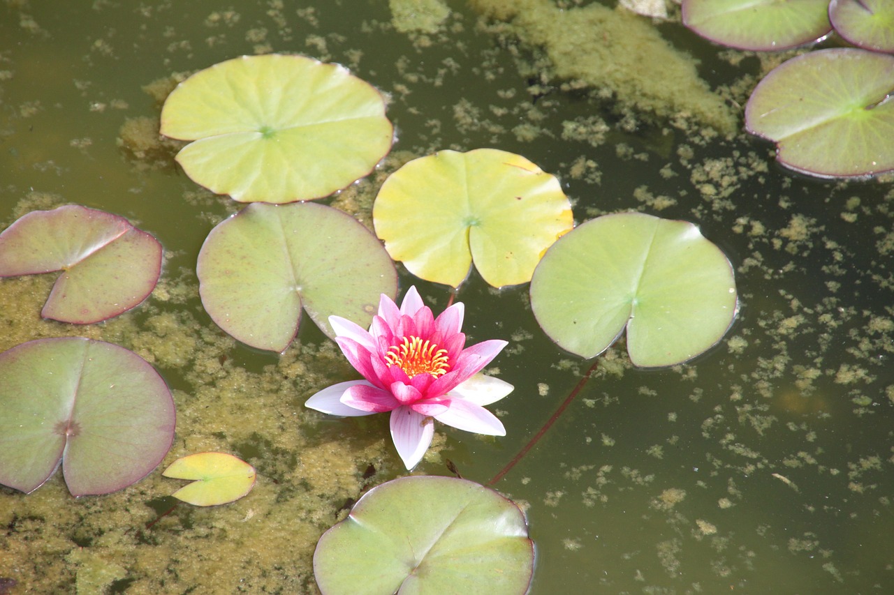 water lily water pond free photo