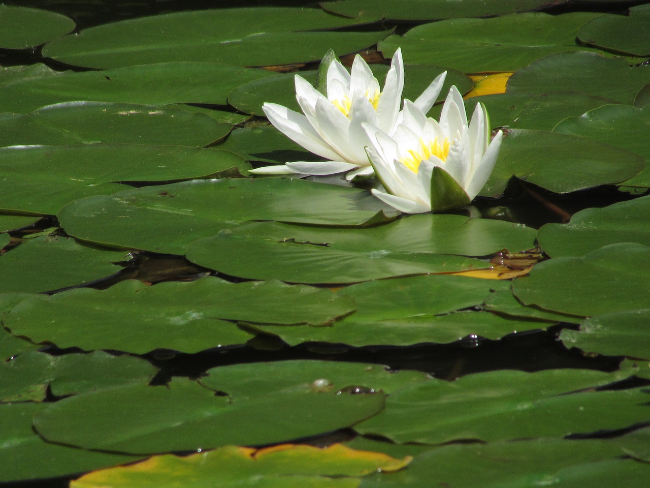 water lily white blossom free photo