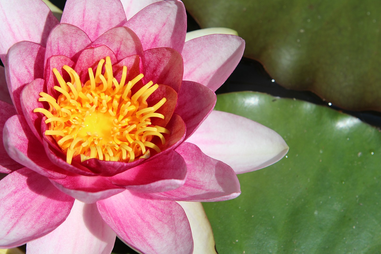 water lily flower pond free photo