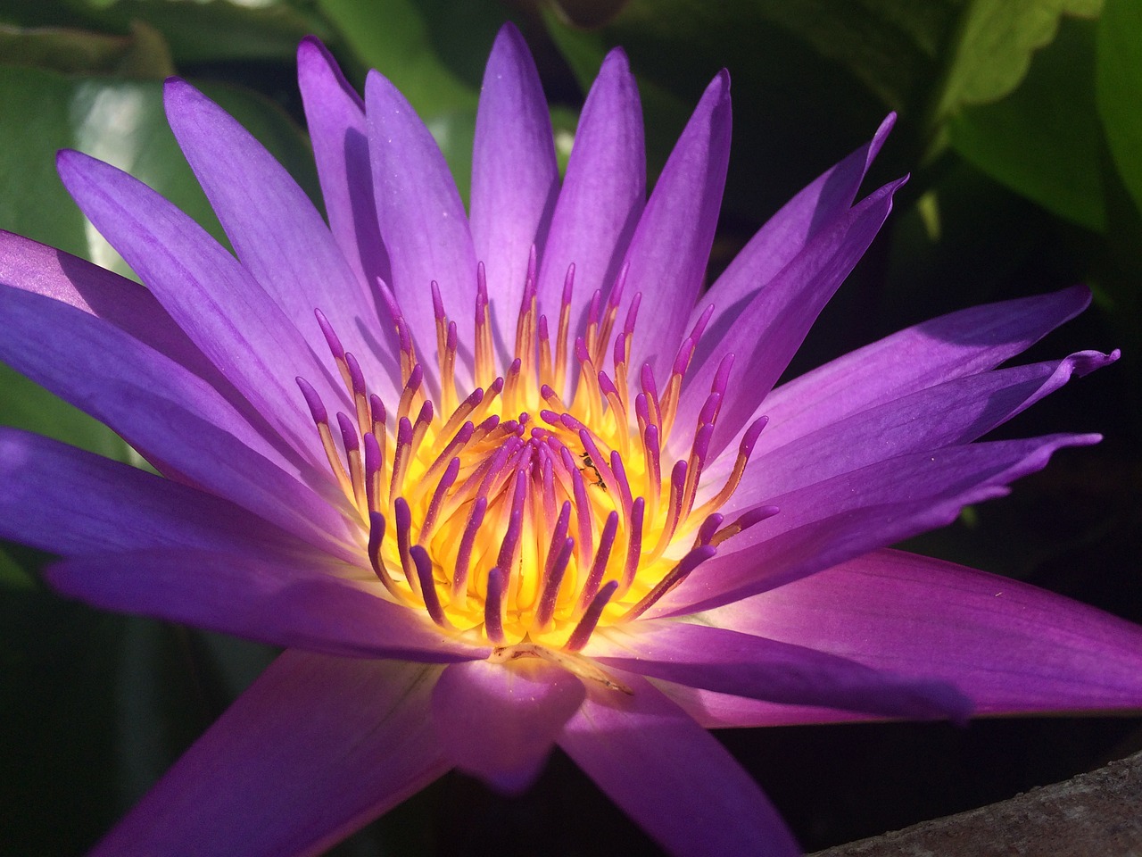 water lily flower nature free photo