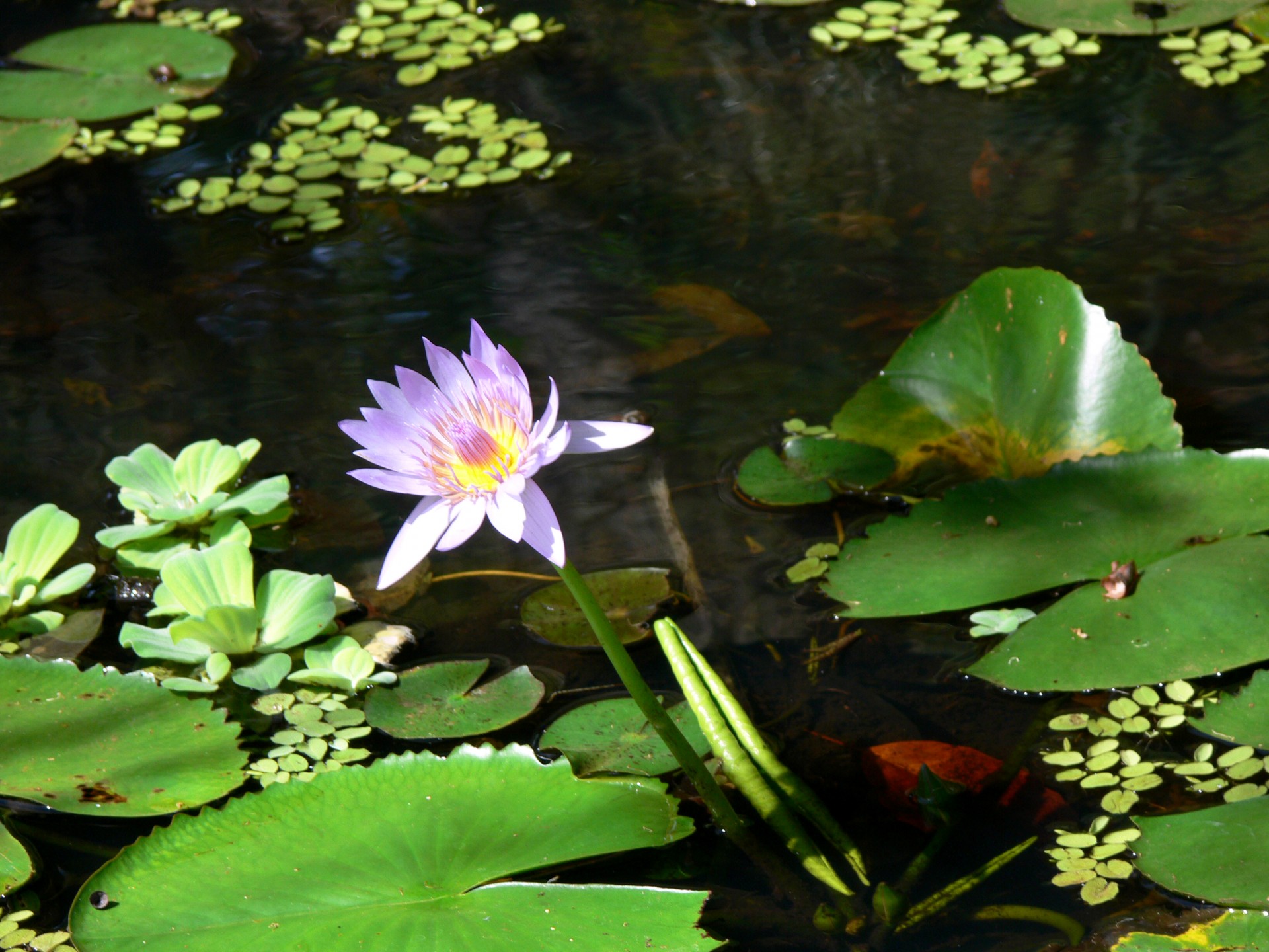lily water lily waterlily free photo