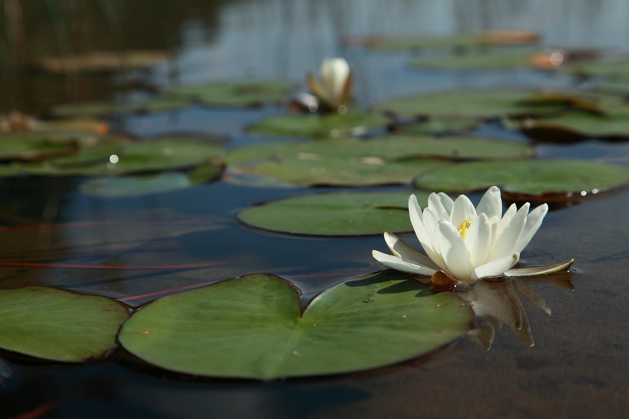 water lily flower water lily leaf lake free photo