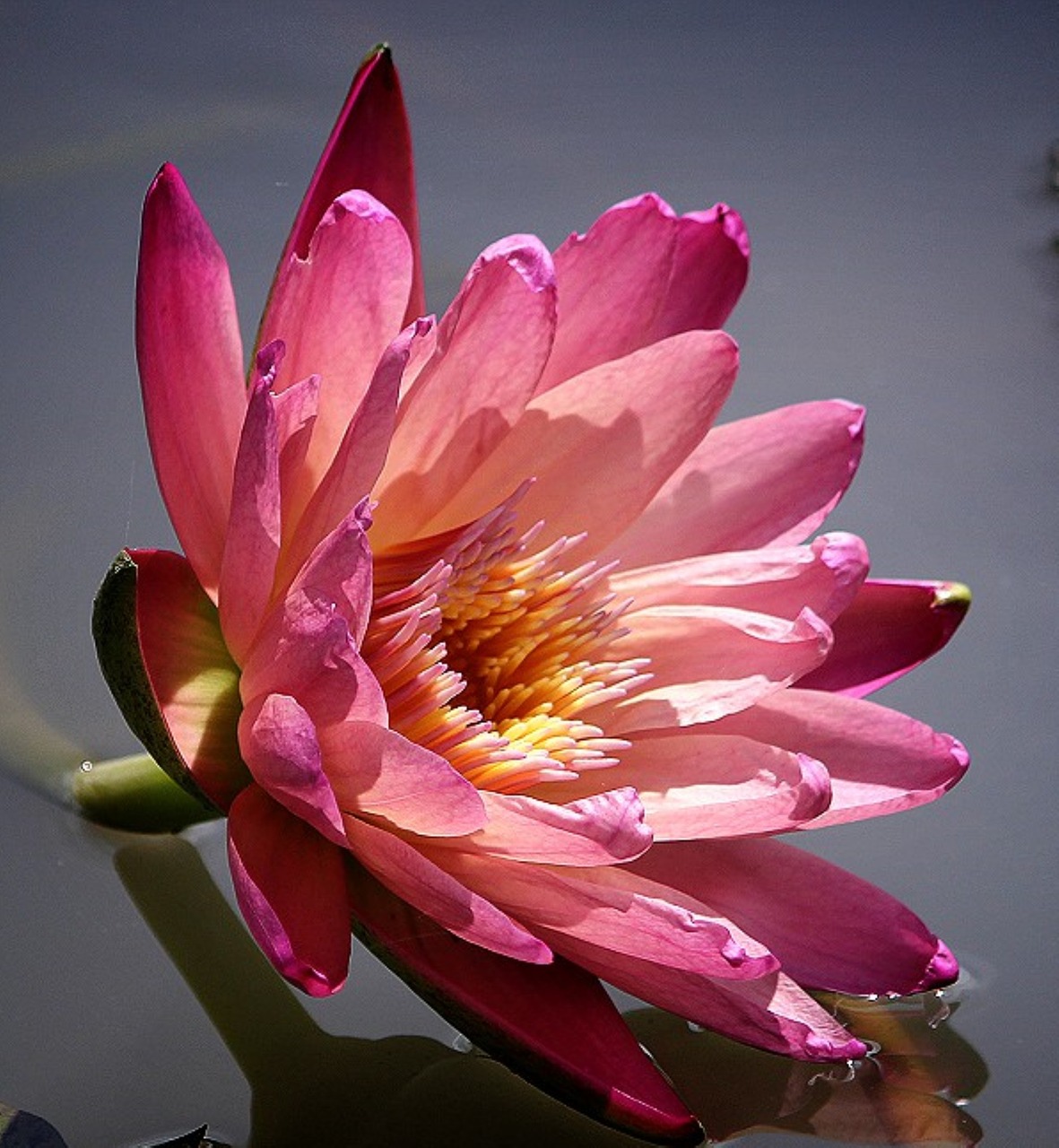 water lily flower nature pond free photo