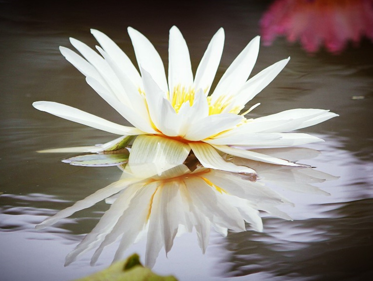 water lily flower nature white free photo