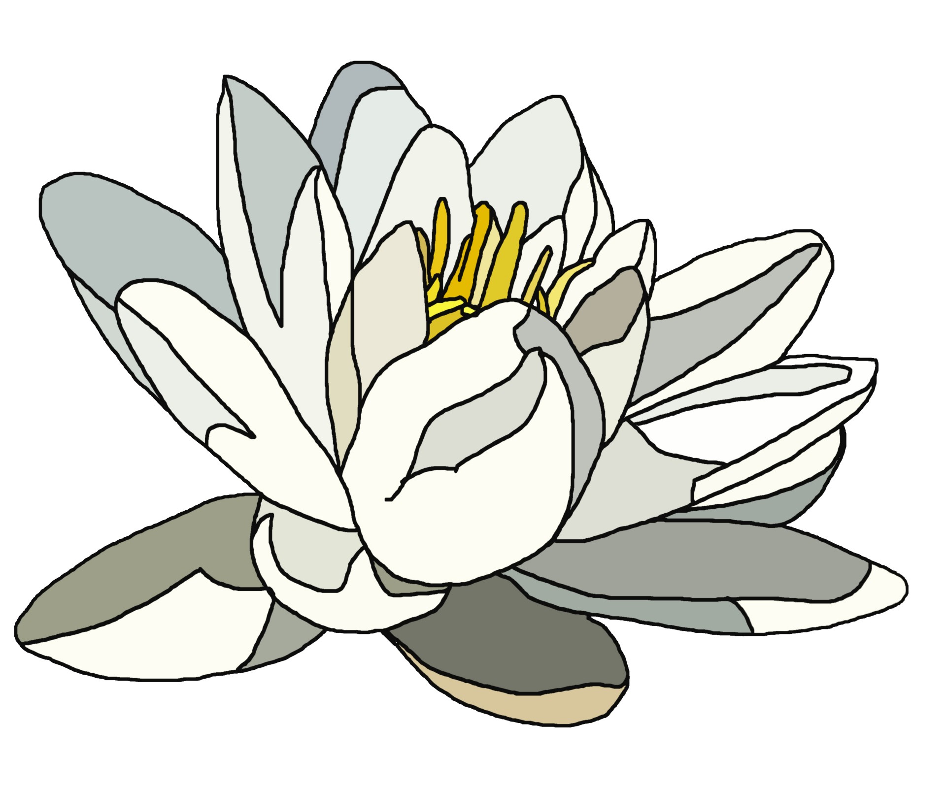 water lily illustration free photo