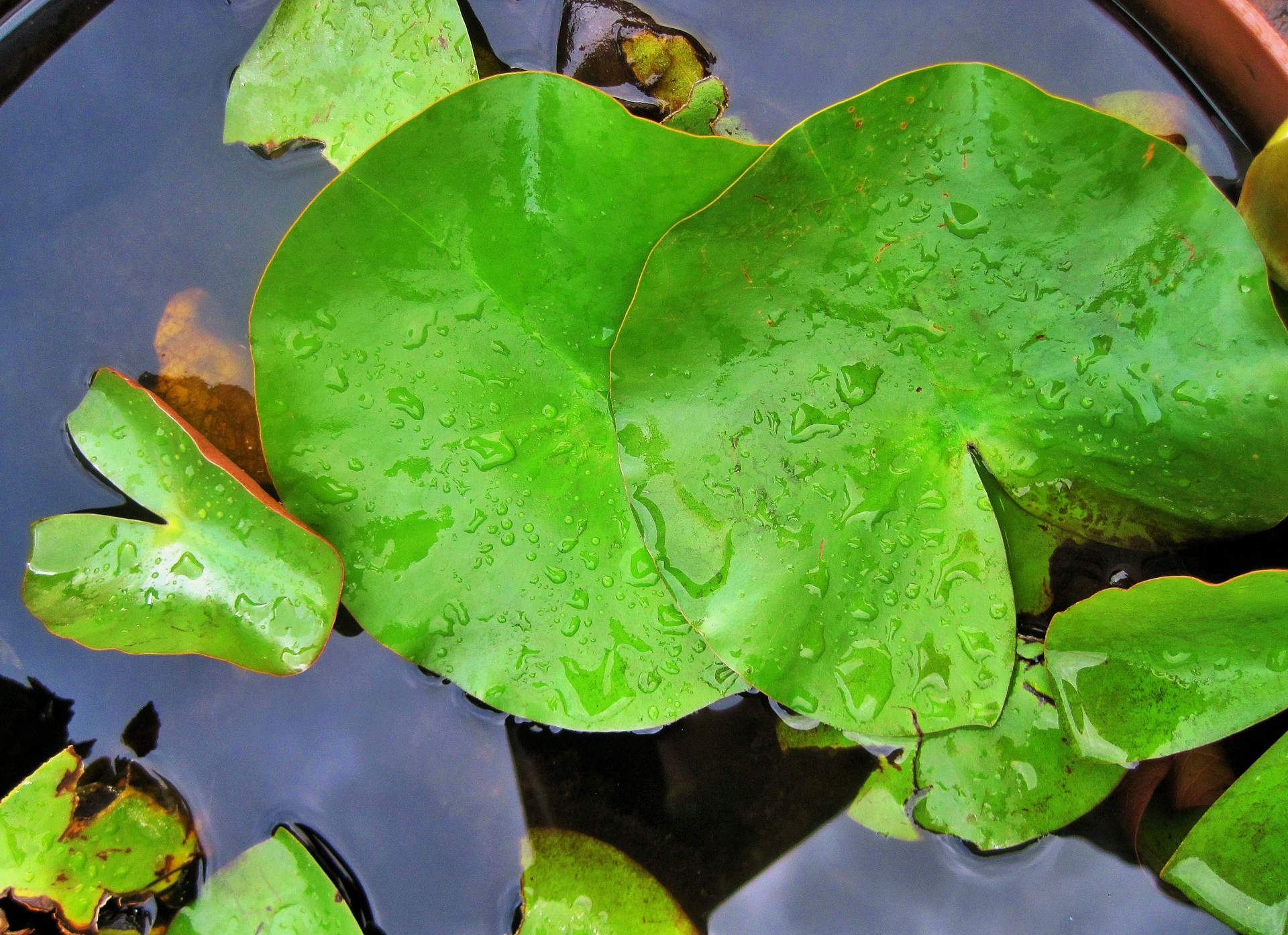 leaves cupped floating free photo