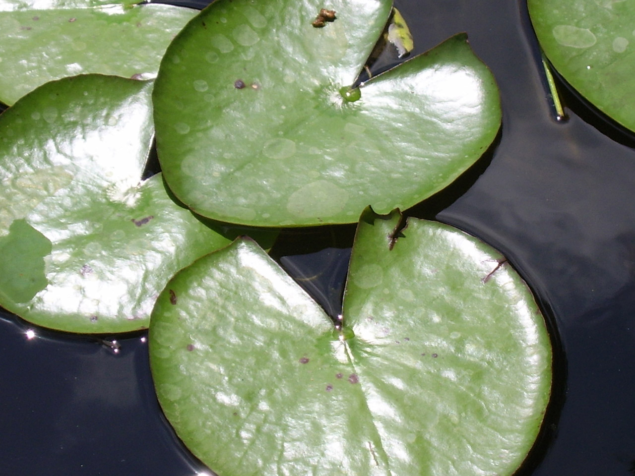 water lily leaves free photo