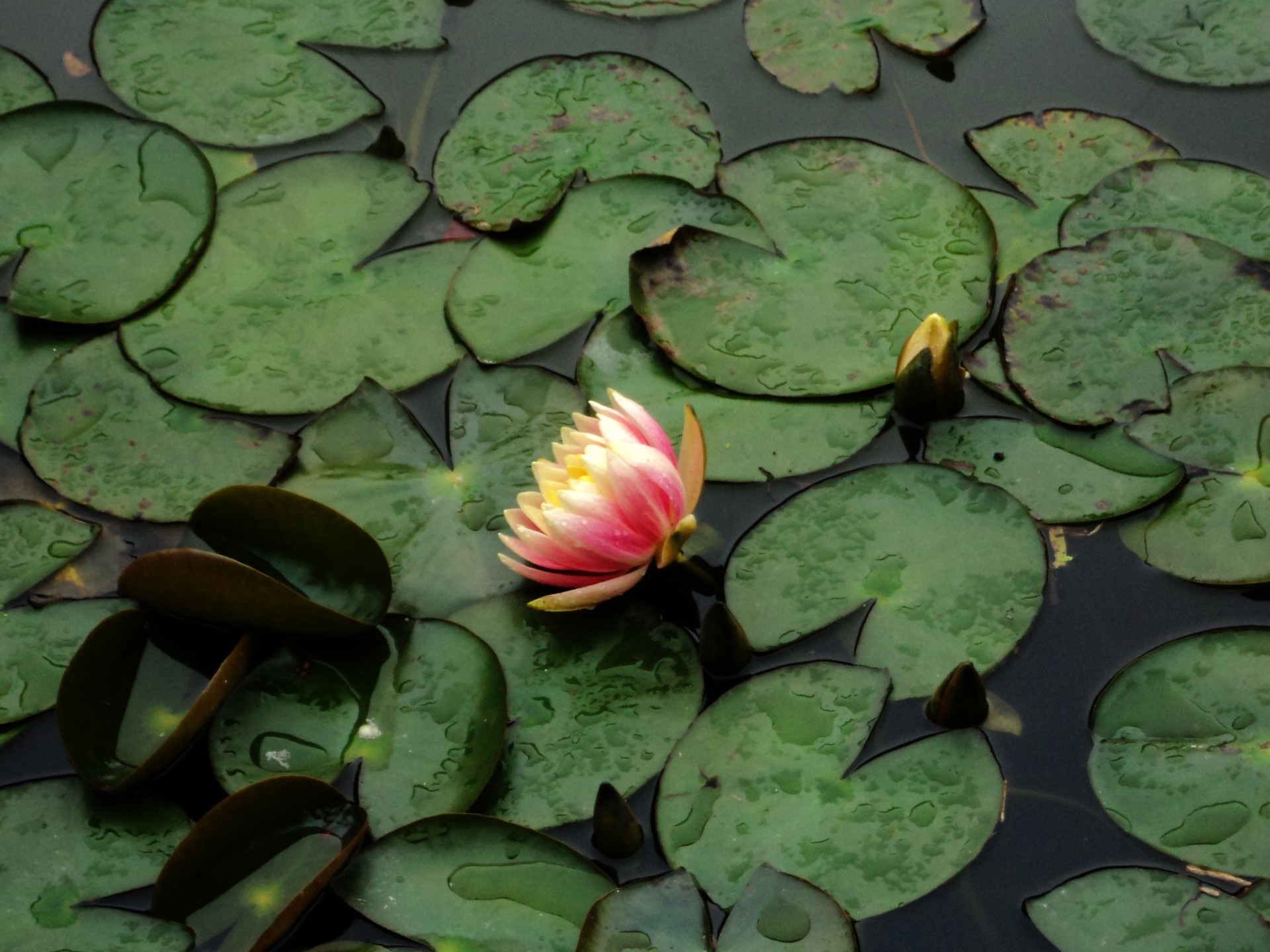 water lily flower pads free photo