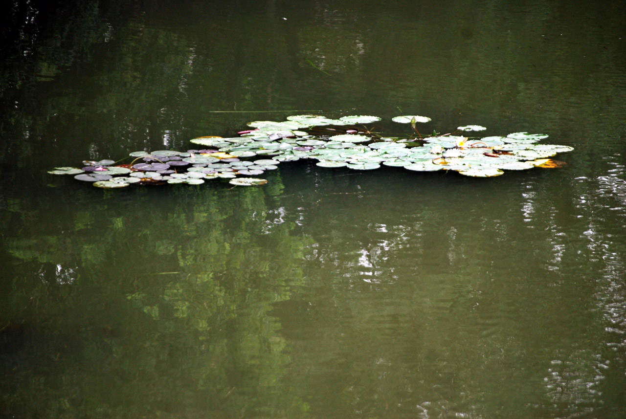 lily pad pads free photo