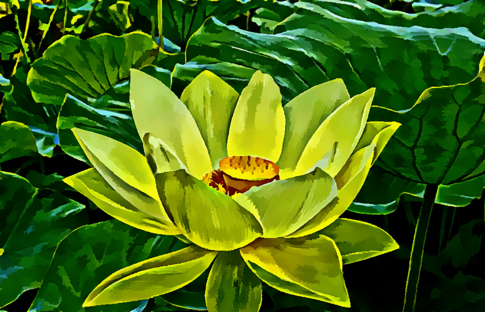 flower water lily water free photo