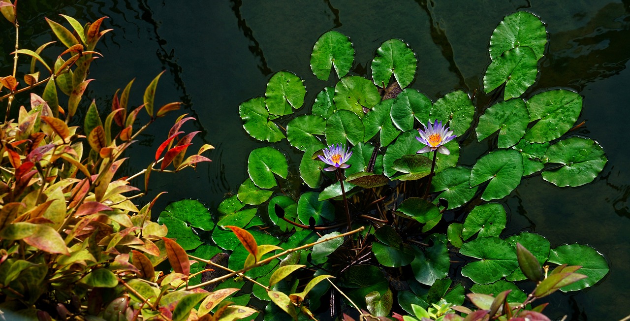 water lollies lily pond free photo