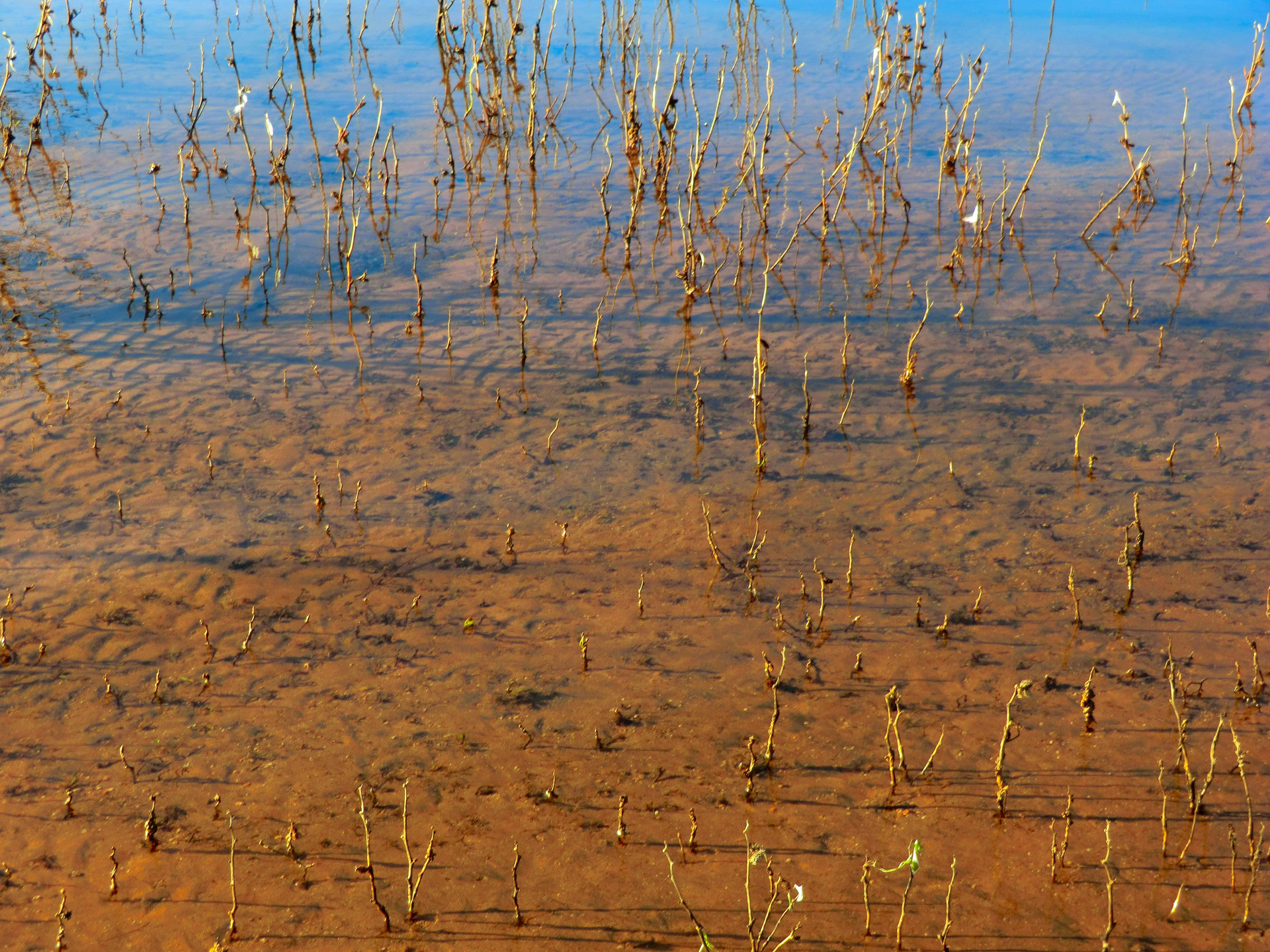 water plants lake free photo