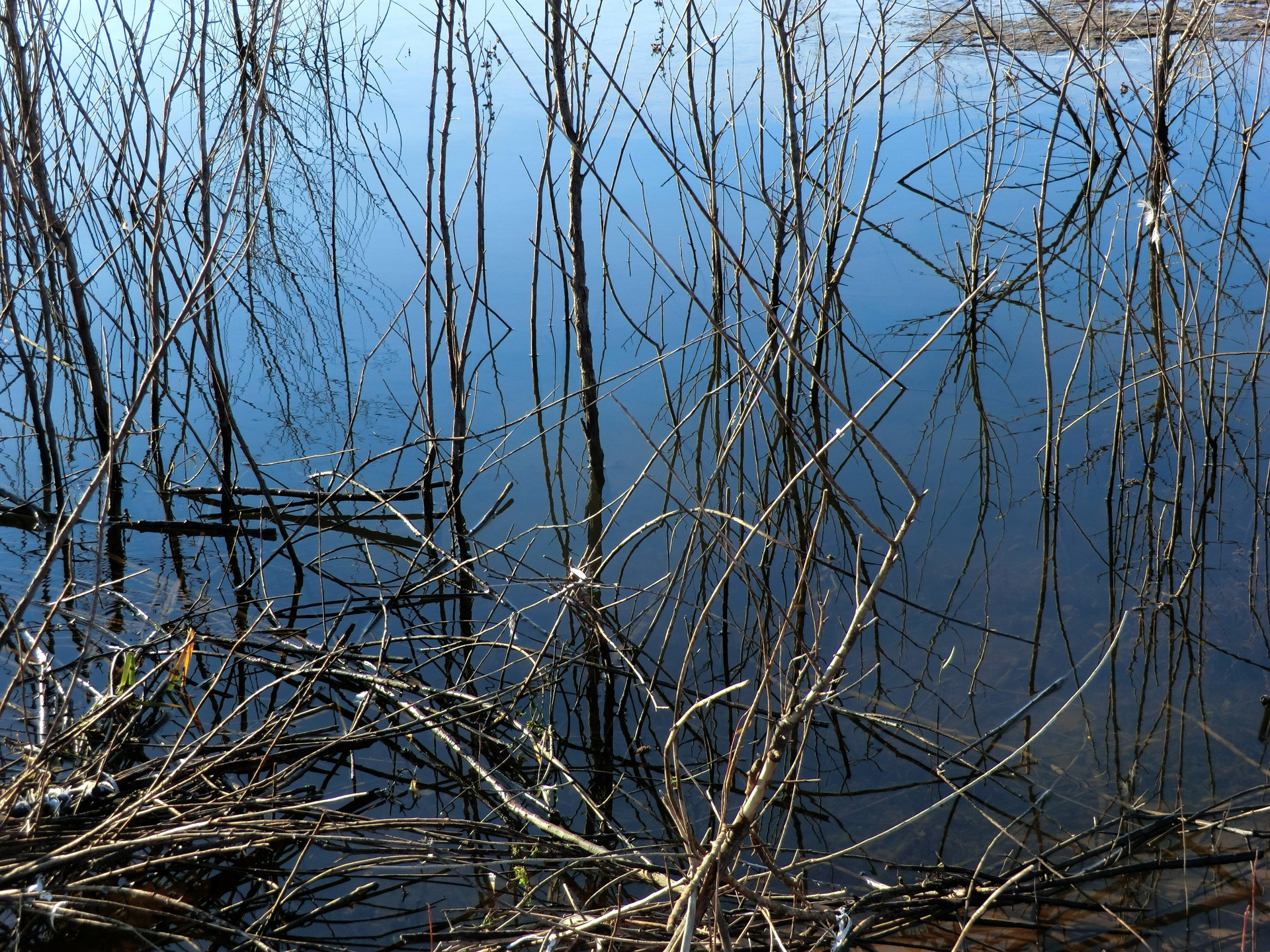 water weeds plants free photo
