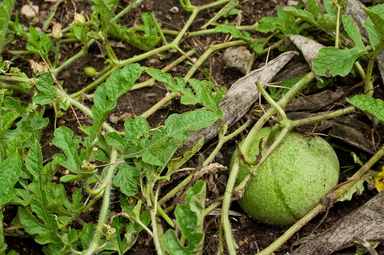 water melon fruit fresh free photo