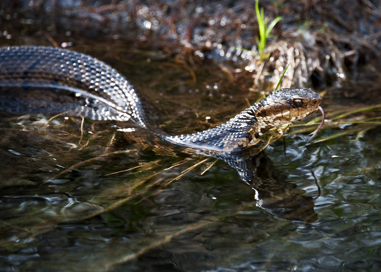 water moccasin snake stream free photo