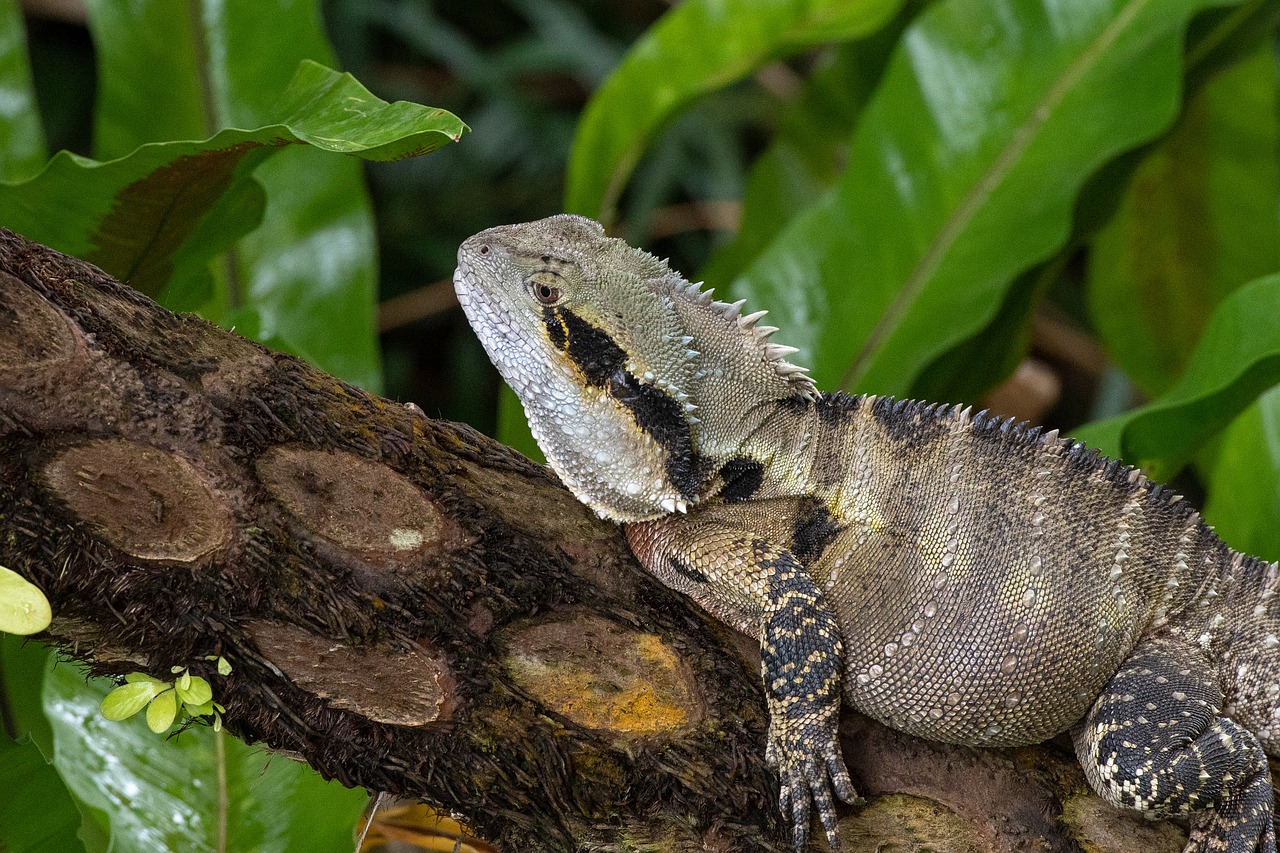 water monitor  lizard  reptile free photo