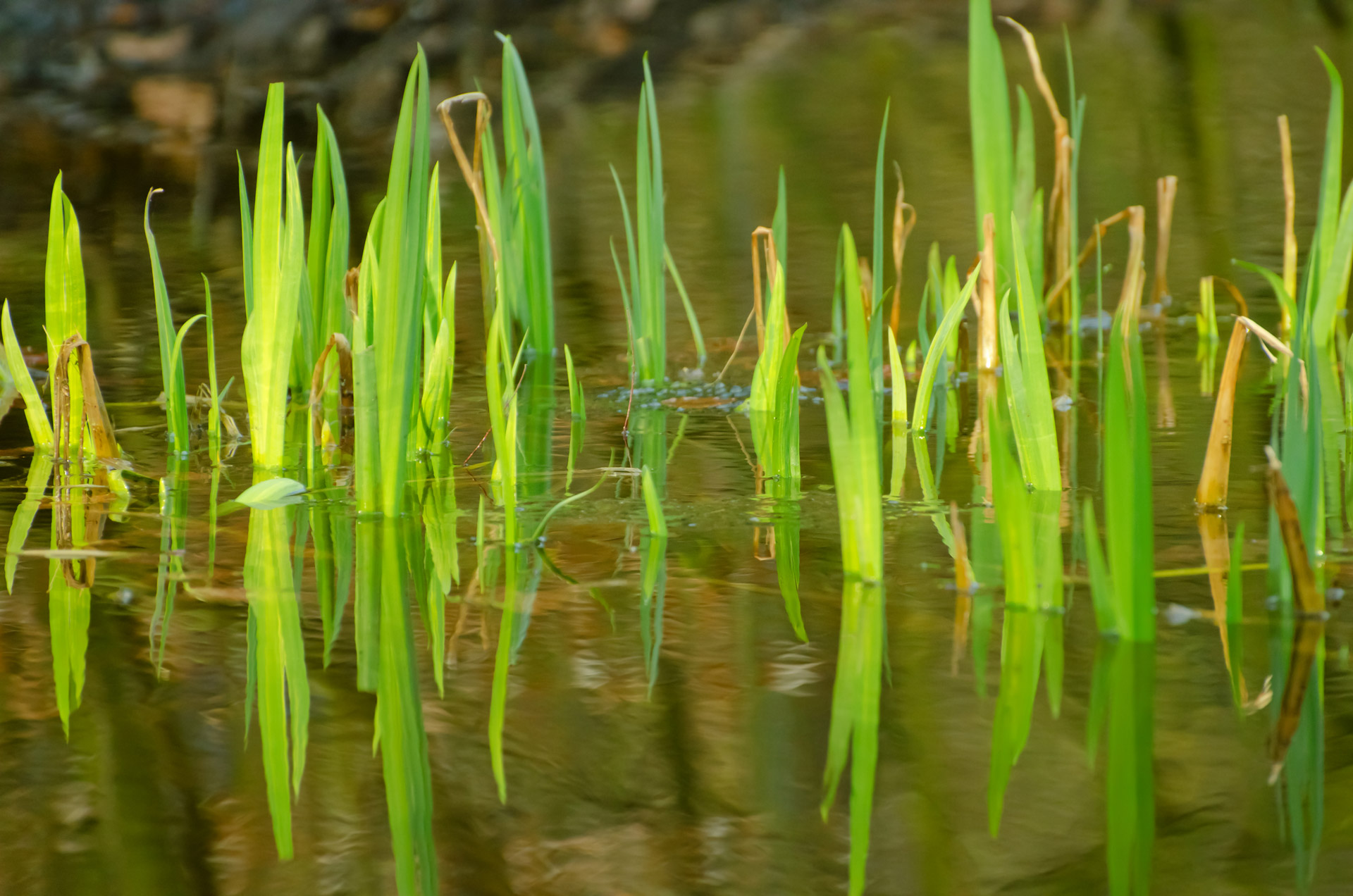 grass water reflection free photo