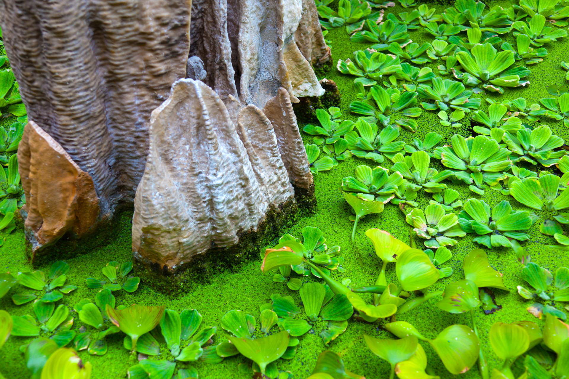 aquatic color foliage free photo