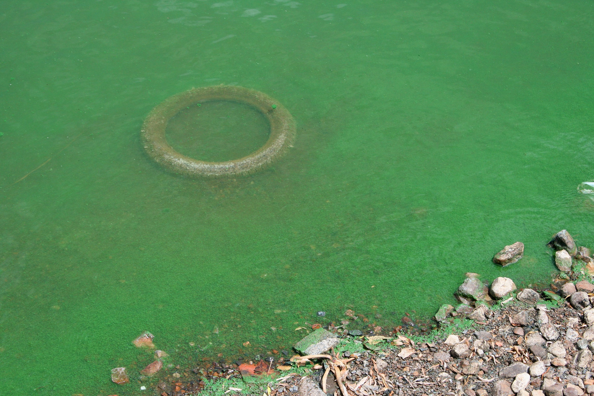water polluted algae free photo