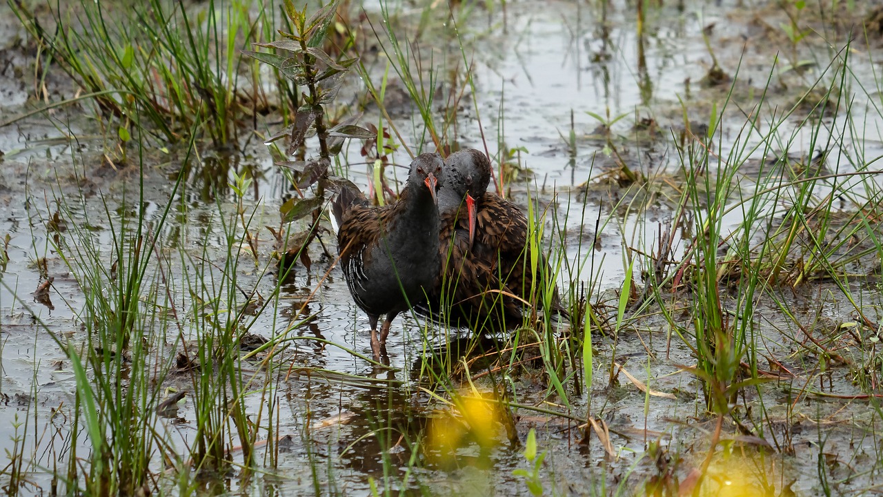 water rail  birds  bird free photo