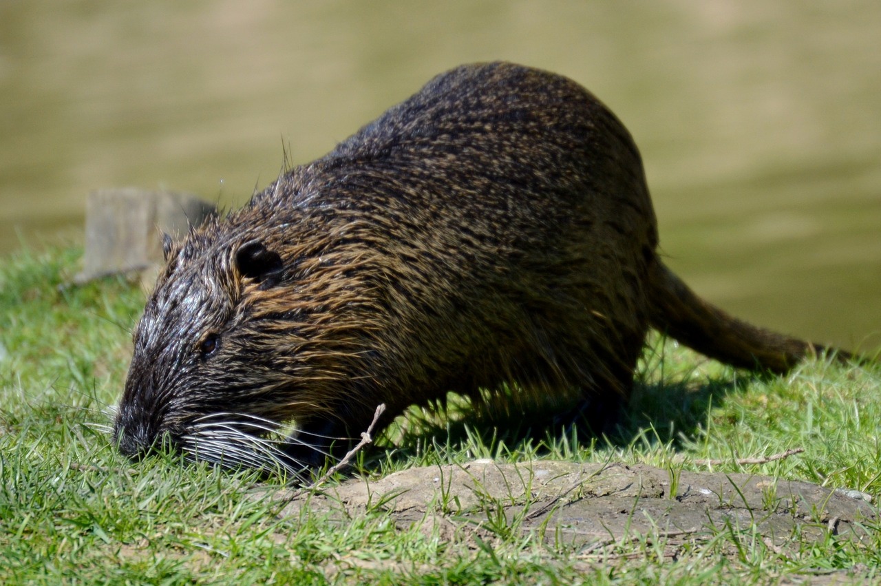 water rat fur swim free photo