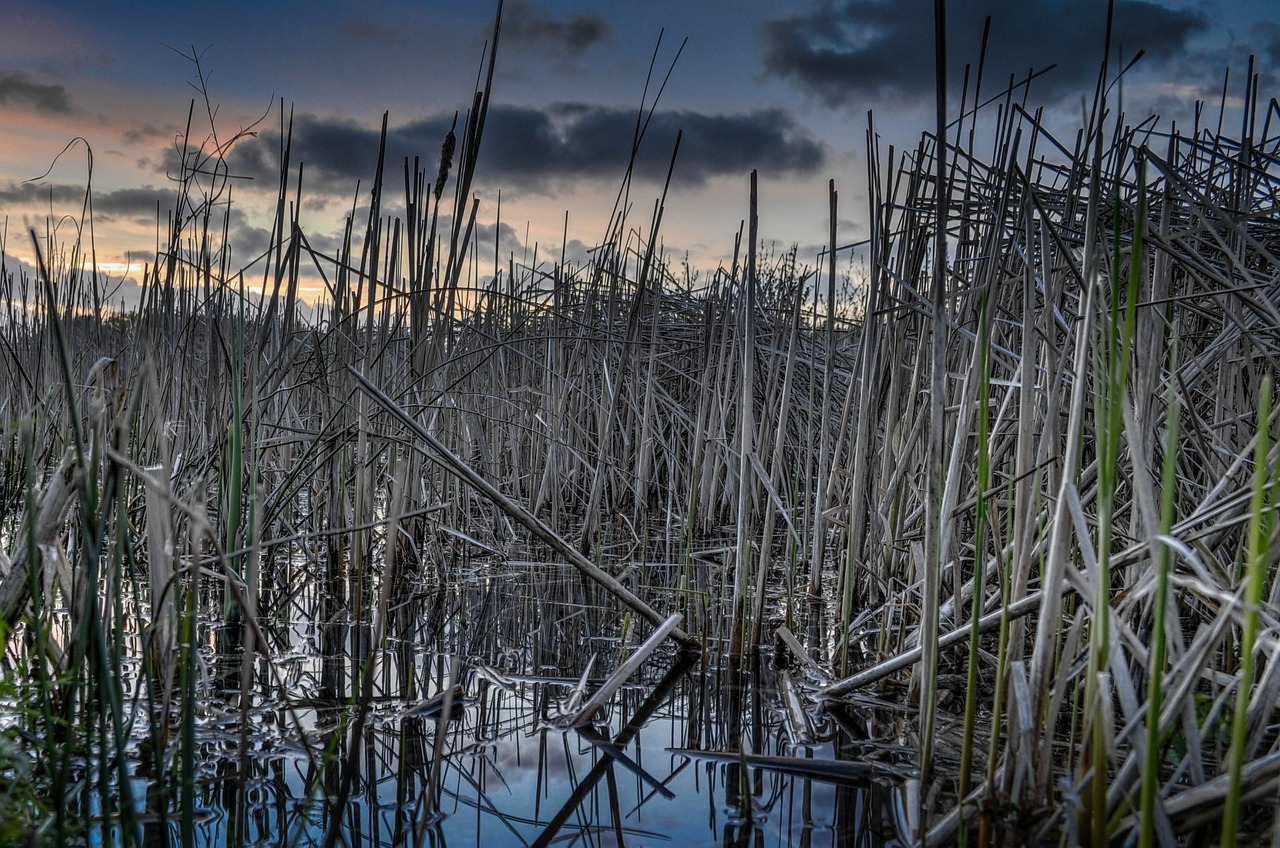 water reed reeds lake pond free photo