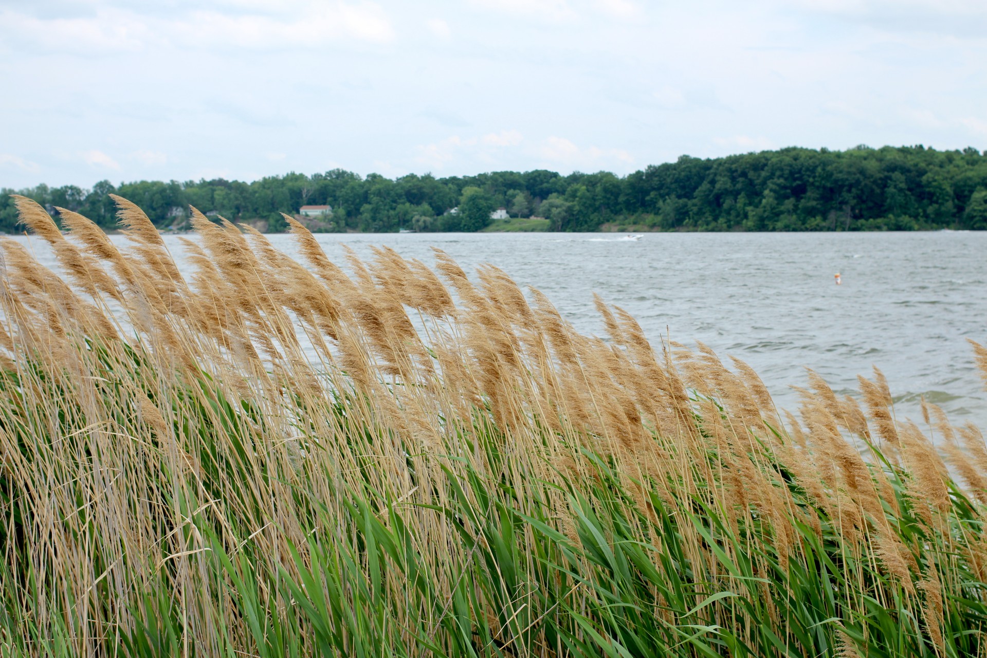 lake reeds seed heads free photo