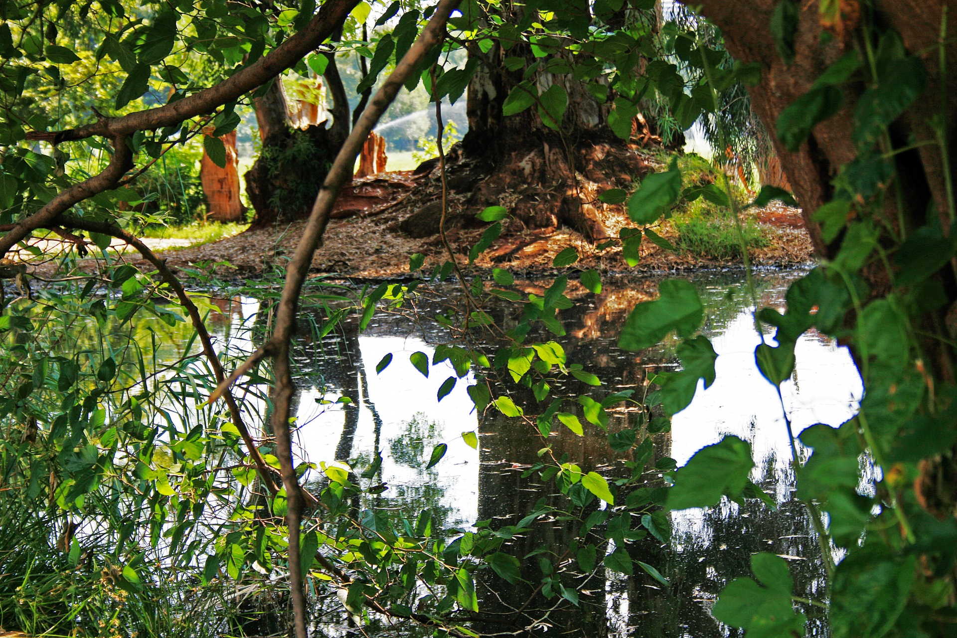 trees leaves water free photo