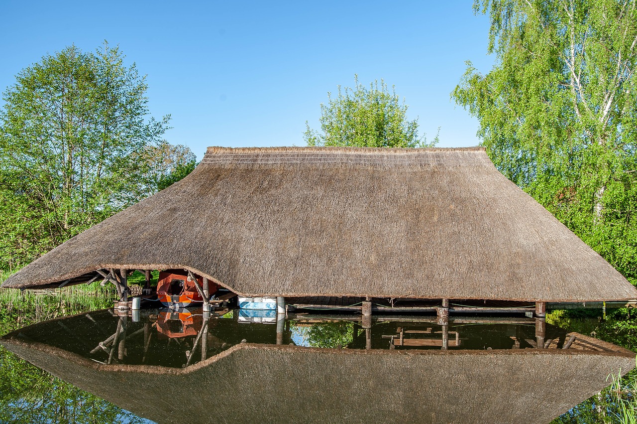 water reflection  reed  water free photo