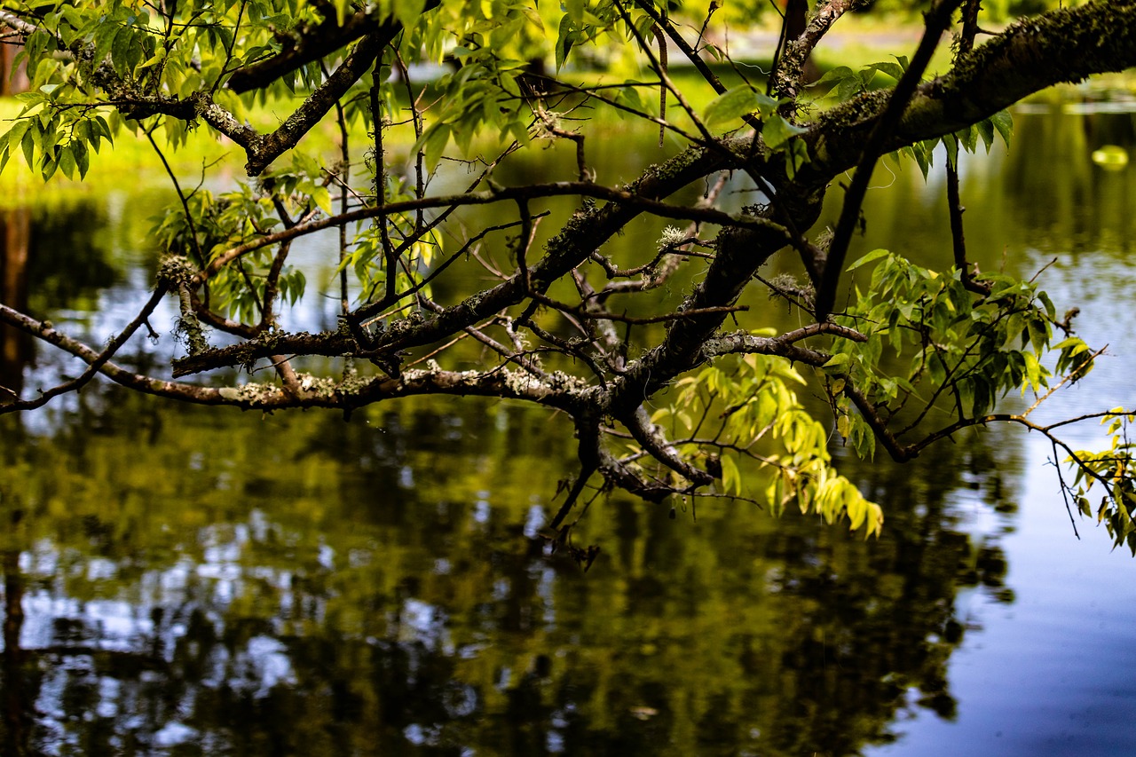 water reflection  branch  pond free photo