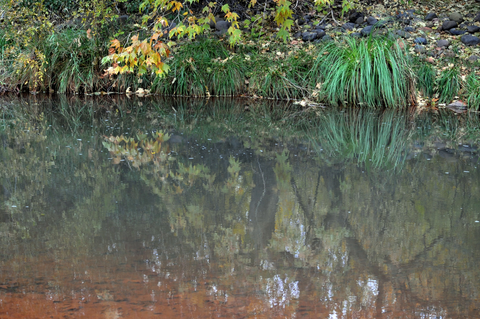 pond reflect reflection free photo