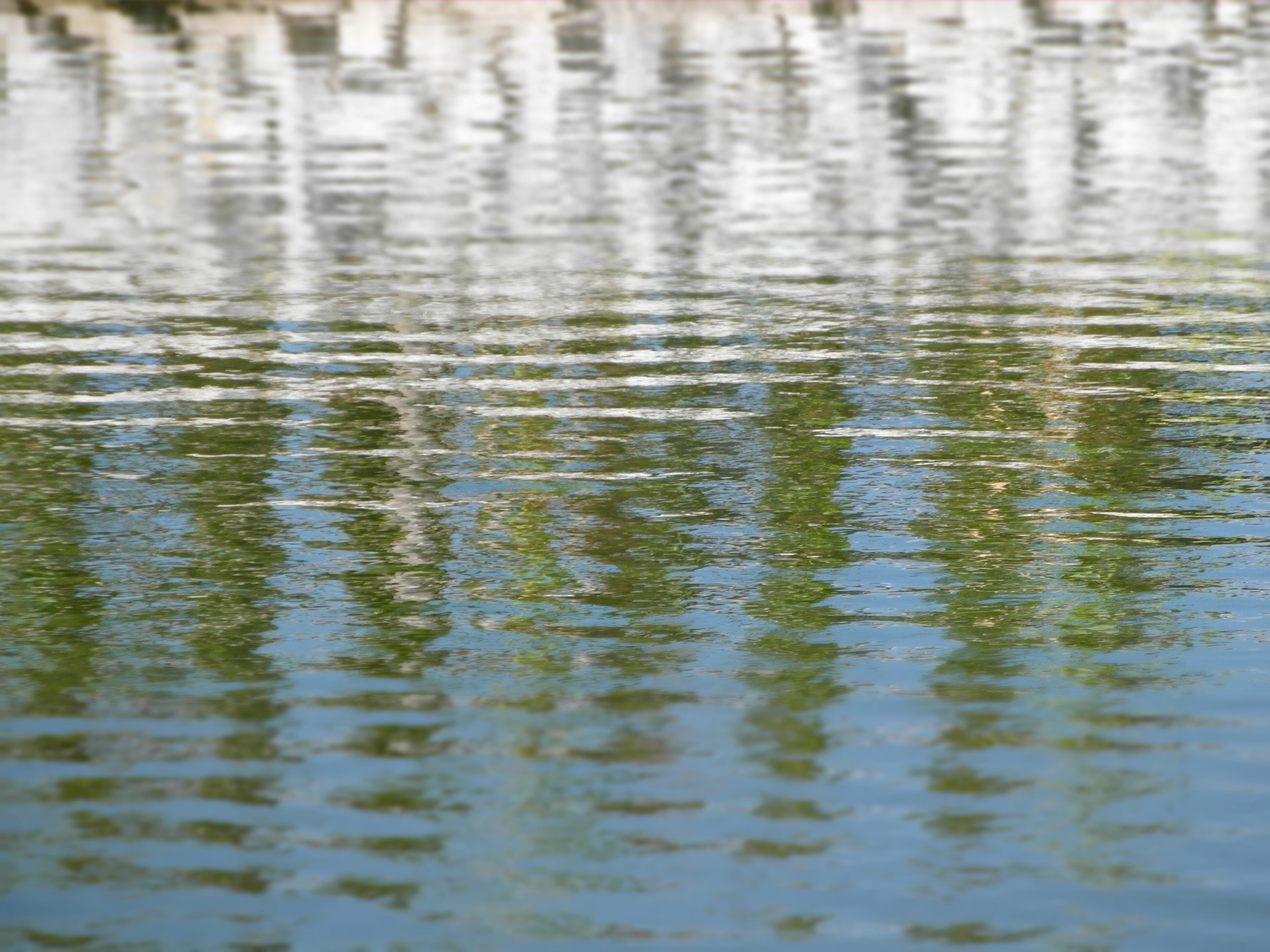 water ripples rippled free photo