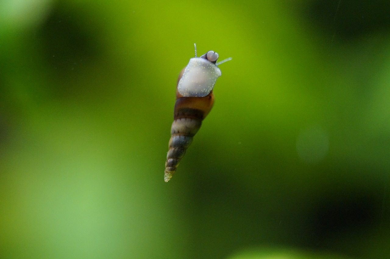 water snail aquarium small free photo